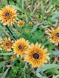 Black-eyed susan